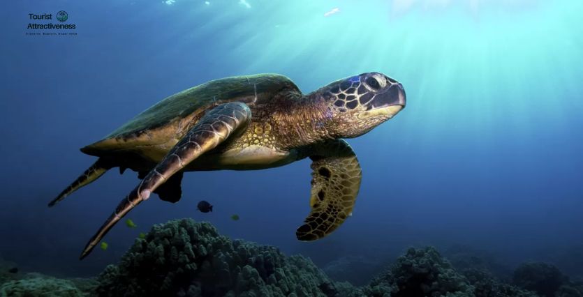 The Top 10 Things to do in Cancun Mexico