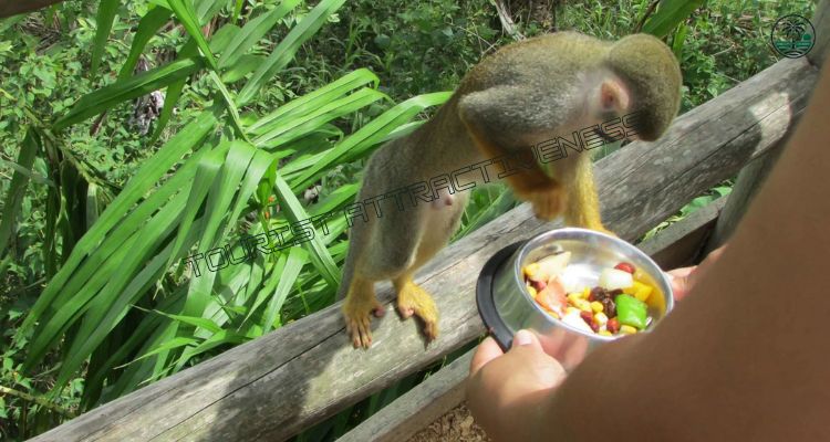 Experience Monkeyland