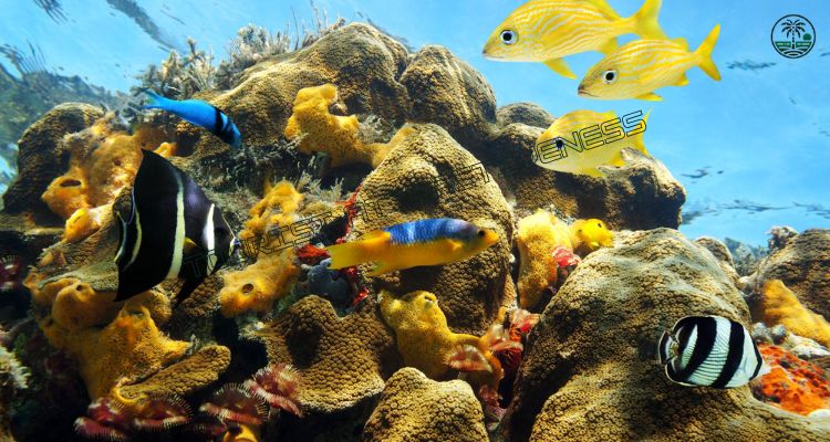 Go Snorkeling or Diving in Montego Bay Marine Park