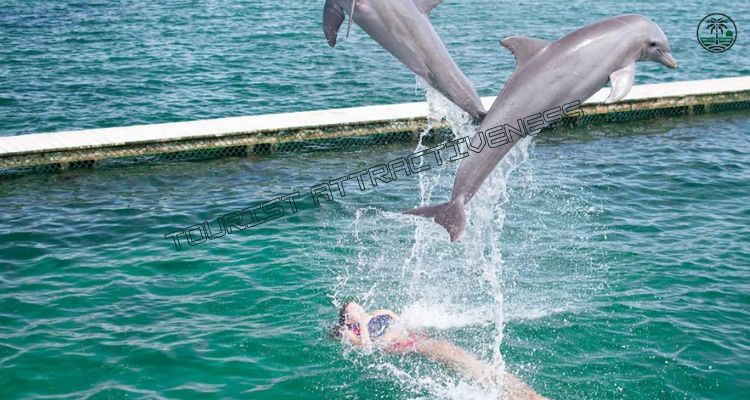 Spend a Day at Dolphin Explorer
