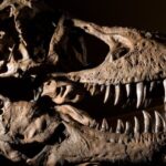 Do Dinosaurs Have Ears